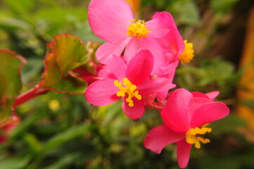 Obraz premium Flores pequeñas