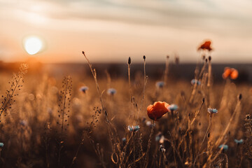 Beautiful nature background with red poppy flower poppy in the sunset in the field. Remembrance...