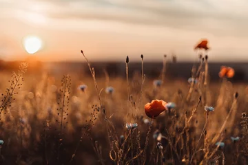 Poster Prachtige natuur achtergrond met rode papaver bloem klaproos in de zonsondergang in het veld. Herdenkingsdag, Veteranendag, opdat we het concept niet vergeten. © Shi 
