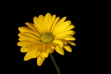 Yellow daisy on black background with space to write