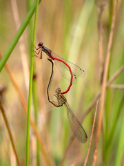 Small red damselflies mating, Ceriagrion tenellum. - 447932993