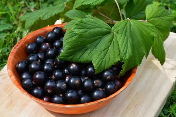 A bowl with large ripe black currant berries and green currant leaves. Characteristic specks on the berries. Fresh harvest