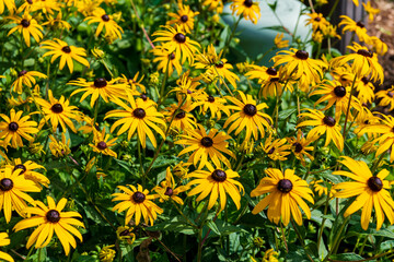 Black-eyed susans (flowers) in a front garden on a residential street in Toronto in summer. Background / Banner.