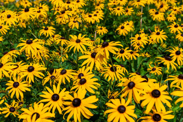 Black-eyed susans (flowers) in a front garden on a residential street in Toronto in summer.  Background / Banner.