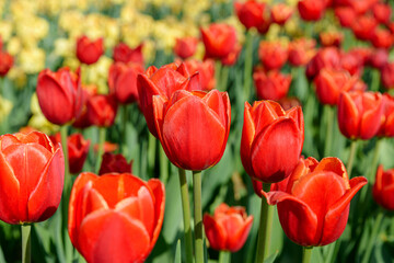 Fototapeta premium Tulips in the sunset background