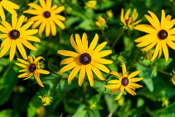 Obraz premium Black-eyed susans (flowers) in a front garden on a residential street in Toronto in summer. Background / Banner.