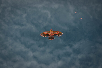 Fototapeta na wymiar kite flying on cloudy sky