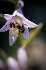 Bee on hosta flower