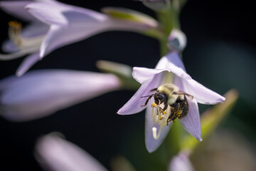 Bee on hosta flower