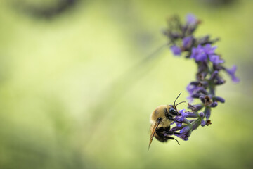 Bee on lavender