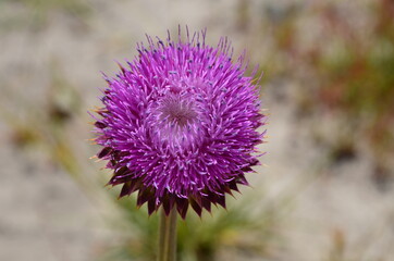 La flor de la patagonia