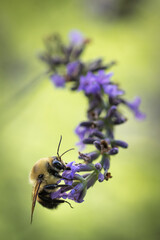 Bee on lavender