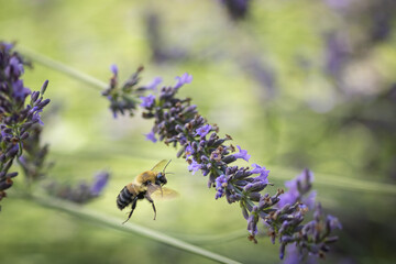 Bee on lavender
