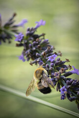 Bee on lavender