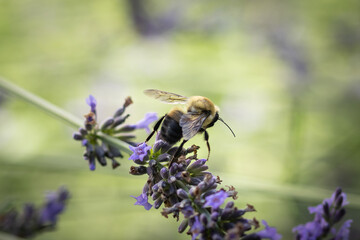 Bee on lavender
