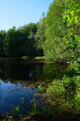 Fototapeta na wymiar swampy area nature park in the north