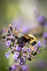 Bee on lavender