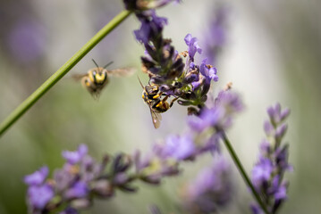 Bee on lavender