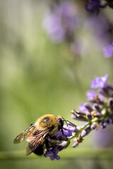 Bee on lavender