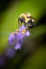 Bee on lavender
