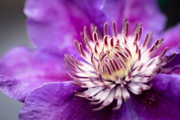 macro of purple Italian clematis flower