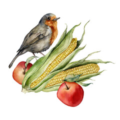 Watercolor autumn composition of robin, corn and apple. Hand painted bird and harvest isolated on white background. Floral illustration for design, print, fabric or background.