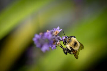 Bee on lavender