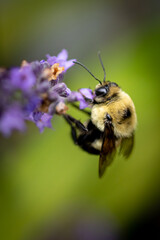 Bee on lavender