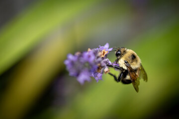 Bee on lavender