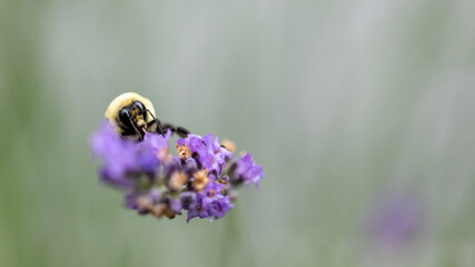 Bee on lavender
