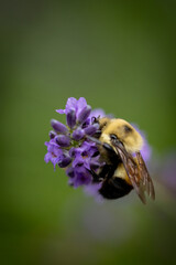 Bee on lavender