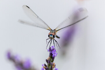 dragonfly on lavender © AGrandemange