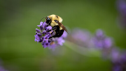 Bee on lavender