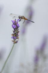 dragonfly on lavender