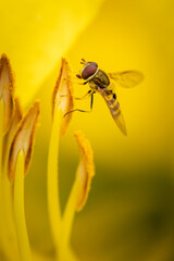 Tiny bee on yellow lily