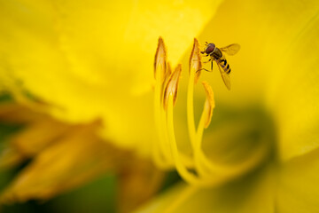 Tiny bee on yellow lily
