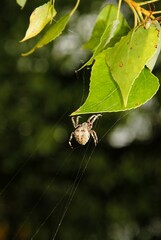 spider on a web