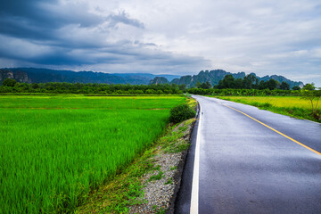 Fototapeta na wymiar Wet Road Along the Rice Field in Rainy Season