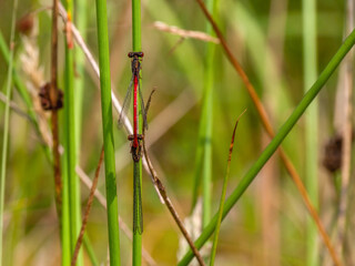 Small red damselflies mating, Ceriagrion tenellum. Dorsal view.