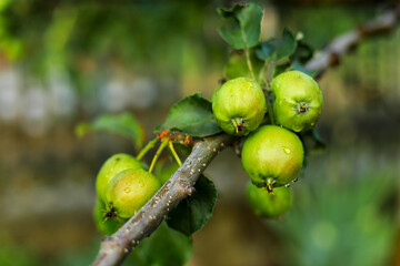 Obraz premium green apples on a tree, green apple, branch green apple 