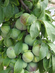 Unripened Red Plums on Plum Tree