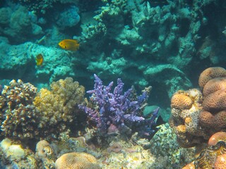 Naklejka na ściany i meble Underwater photography of the Red Sea reefs in South Sinai