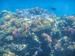 Fototapeta na wymiar Underwater photography of the Red Sea reefs in South Sinai