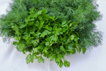 fresh herbs in a pot, green dill	