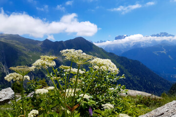 Primo piano di fiori bianchi e panorama delle montagne sul sentiero che porta al rifugio e ai laghi...