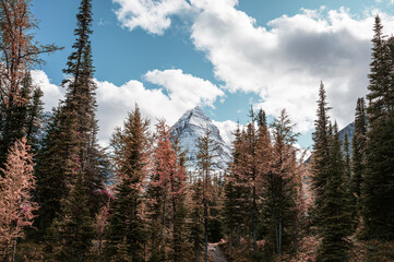 Mount Assiniboine with blue sky in autumn forest at Provincial park