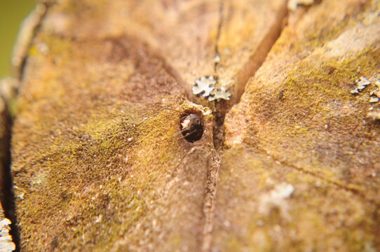 hormiga madera
