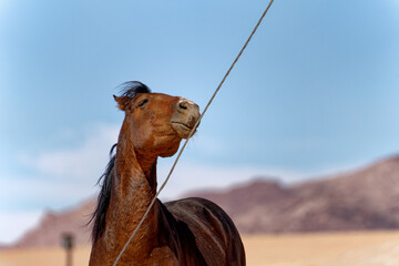 Wild horse near city Aus, Namibia.