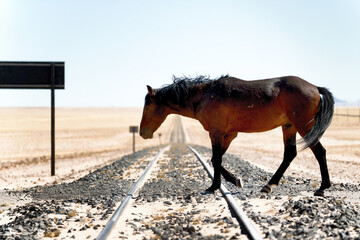 Wild horse near city Aus, Namibia.