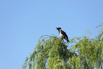 The crow in the tree croaks loudly.